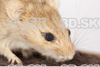 Mouse-Mus musculus 0026